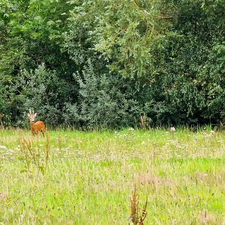 アパート Klein Windhoek Auf Ruegen Ummanz
